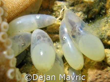 Octopus unborn babies. The next day they weren't there an... by Dejan Mavric 