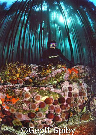 snorkelling in a kelp forest in False Bay, Cape Town 
So... by Geoff Spiby 