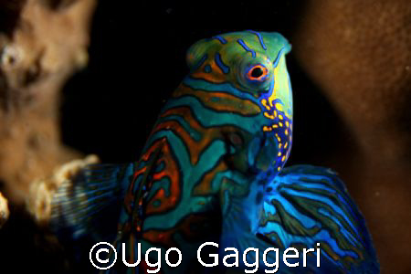 From Malapascua. Canon 350D and 60 mm Canon macro lens in... by Ugo Gaggeri 