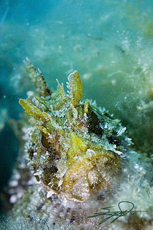 Scorpaena notata by Nicholas Samaras 