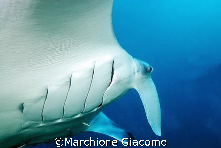 Manta Ray ,see you: Maldive, Ari Atoll. Nikon D200, 12/24... by Marchione Giacomo 