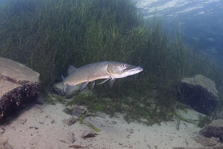 Pike. Stoney cove. D200, 16mm. by Derek Haslam 