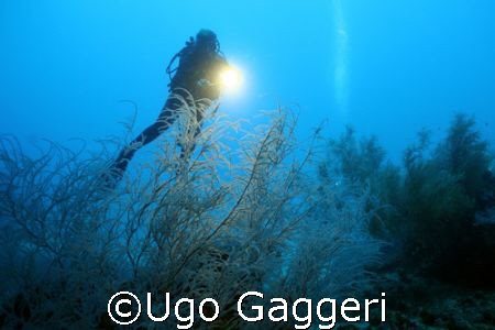 Calanggaman island wall.  by Ugo Gaggeri 