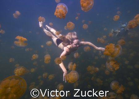 beauty of jellyfish lake by Victor Zucker 