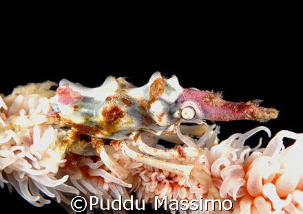 xenocrab north sulawesi,nikon f90x 60mm macro by Puddu Massimo 