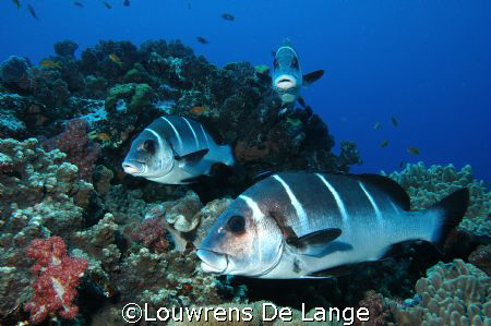 Sweetlips by Louwrens De Lange 