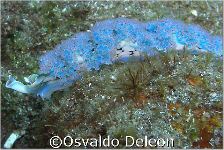 nudi at estatia by Osvaldo Deleon 