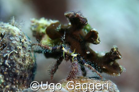 Gato Island (Malapascua). Canon 350D in Fantasea housing ... by Ugo Gaggeri 