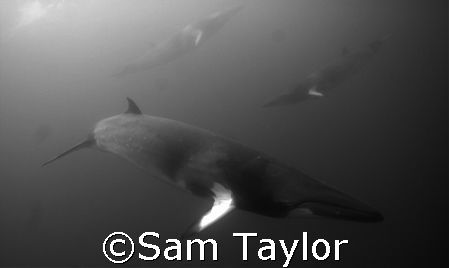 Rush hour for Minke Whales. Lighthouse Bommie, GBR. Nikon... by Sam Taylor 