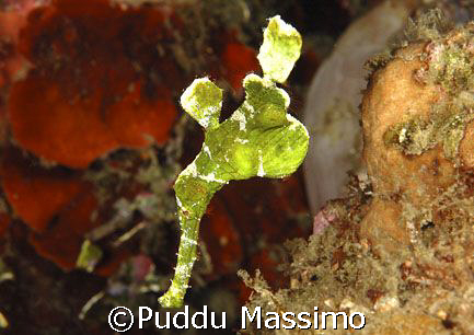ghost pipe in cebu,nikon d70 60mm macro by Puddu Massimo 