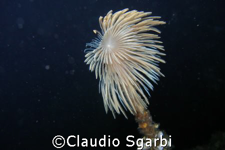 Spirografo in notturna by Claudio Sgarbi 