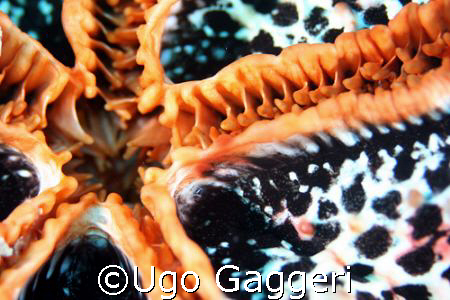 Exploring a seastar..... Canon 350D and 60 macro in Fanta... by Ugo Gaggeri 
