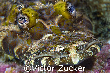 croc face by Victor Zucker 