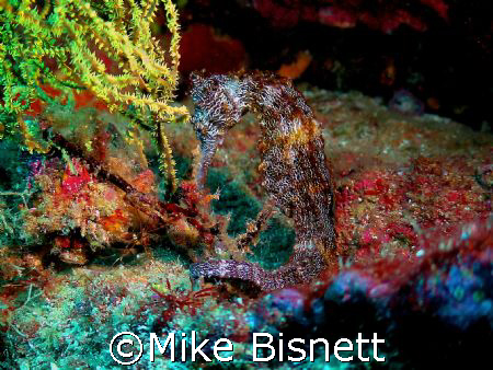 Galapagos Seahorse by Mike Bisnett 