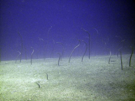 Eel Garden by Zvi Dershowitz 