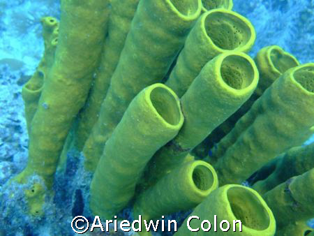 Nice sponge tubes at Mona Island taken with Fuji  F-40  by Ariedwin Colon 