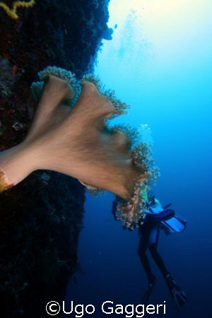 Divers eaten by coral! From Calanggaman island (near Mala... by Ugo Gaggeri 