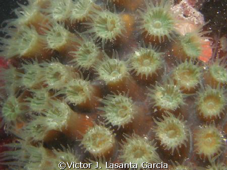 at night dive coral feeding in the enrique reef in parguera by Victor J. Lasanta Garcia 