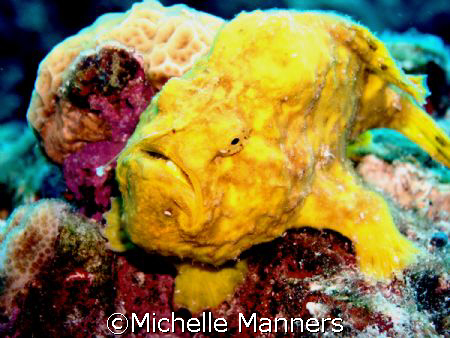 Captain Don's Habitat in Bonaire by Michelle Manners 
