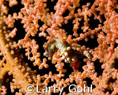 Pygmy Seahorse on a sea fan in Wakatobi by Larry Gohl 