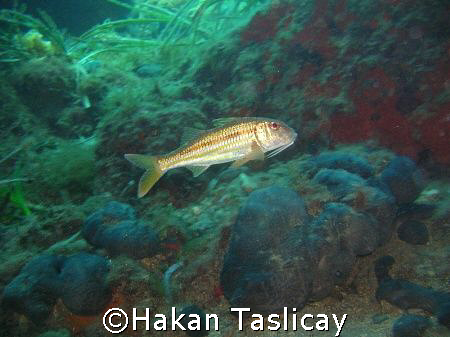 Red Mullet by Hakan Taslicay 