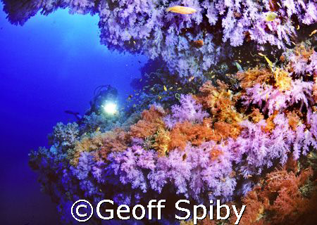 taken in the Blue caves at Maalhos Thila in Ari atoll, Ma... by Geoff Spiby 