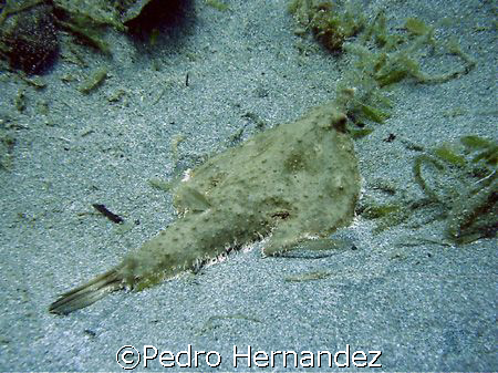 Shortnose Batfish,Crash Boat Aguadilla, Puerto Rico, Came... by Pedro Hernandez 