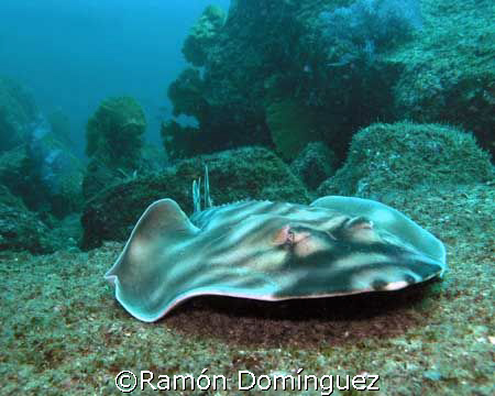 Guitar fish in the Sea of Cortéz  by Ramón Domínguez 