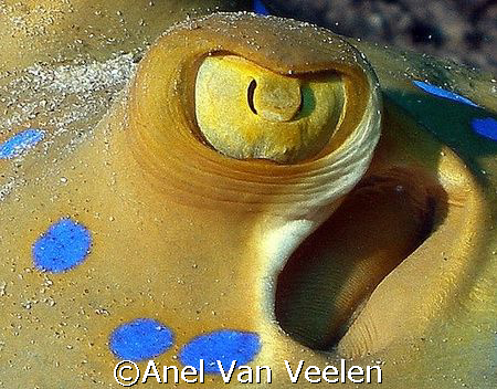 Bluespotted stingray eye - macro shot.
 by Anel Van Veelen 