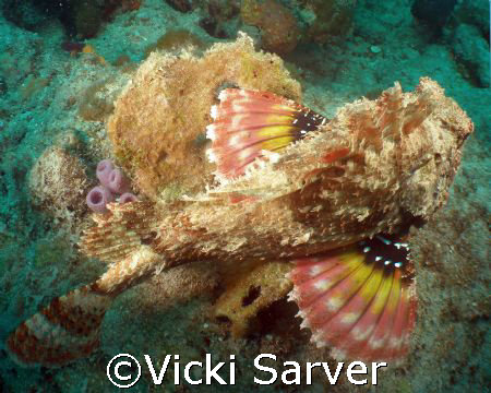 Scorpian Fish-Pompano Beach, Florida by Vicki Sarver 