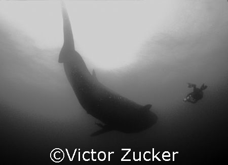 filming mr. big at darwin in galapagos by Victor Zucker 