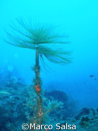 Spirografo a Portofino by Marco Salsa 