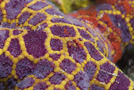 Starfish. Bare island. Sydney. D200, 60mm. by Derek Haslam 