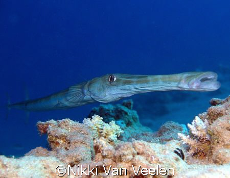 Trumpetfish taken at Sharksbay with E300. by Nikki Van Veelen 