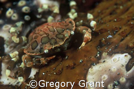 crab climbing  ,nikon f100 and 105mm , twin strobes by Gregory Grant 
