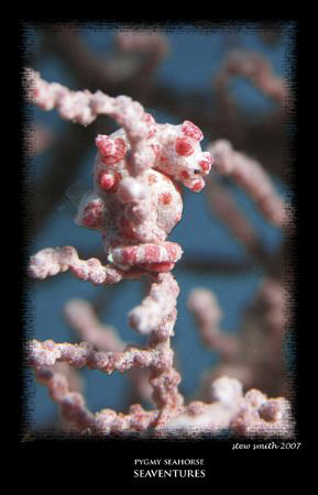 healthy male pygmy seahorse, seaventures, mabul by Stewart Smith 