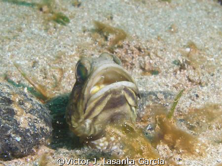nice jaw fish in crash boat dive site at Aguadilla by Victor J. Lasanta Garcia 