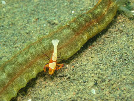Hitching a ride on a sea cucumber by Dennis Siau 