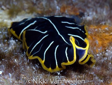 Tiger flatworm taken at Sharksbay on a night dive with E300. by Nikki Van Veelen 