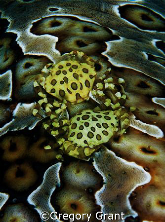 back to back on sea cucumber.
d70 and 60mm by Gregory Grant 
