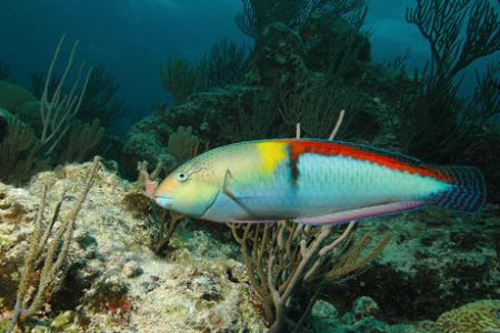 Wrasse, Bermuca, Nikon D70, 12  -24 mm lens. by David Heidemann 