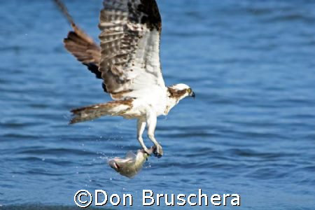 An Osprey fishes the coastline at Drakes Bay, Point Reyes... by Don Bruschera 