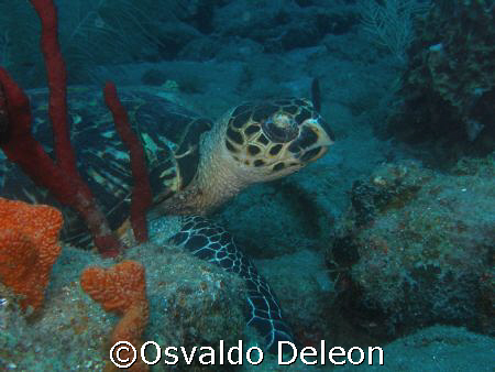 Turtler "Carey" st Saba Rock. Olympus sp 350 by Osvaldo Deleon 