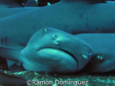 whitetip crowd at Roca Partida island by Ramón Domínguez 