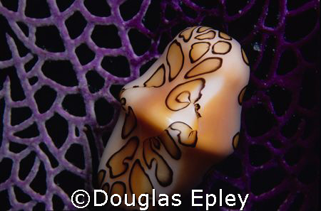 flamingo tongue, taken at grand cayman with nikonos v  by Douglas Epley 
