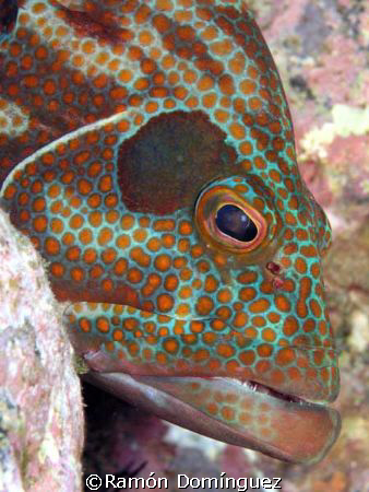 Close up to a Panama Graysby by Ramón Domínguez 