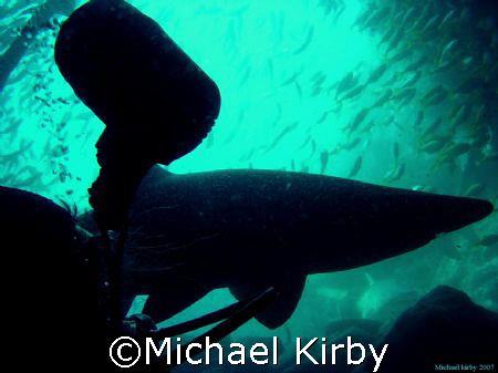 Waiting to exit - Fish Rock Cave - South West Rocks New S... by Michael Kirby 