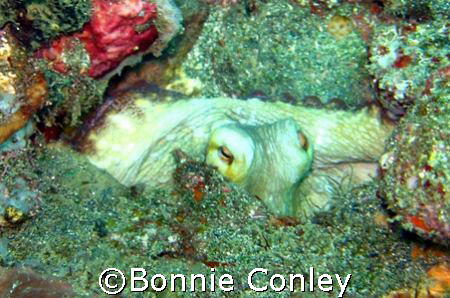 Octopus seen June 2007 in Tobago.  Taken with a Canon Pow... by Bonnie Conley 