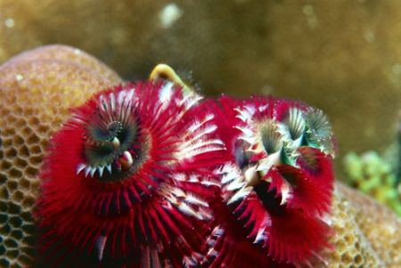 Merry Christmas.  Christmas Tree Worms.  Nikonos V 1:1 
... by Marylin Batt 