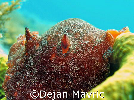 Platydoris argo near Losinj.
Olympus sp-350 and PT-030 by Dejan Mavric 